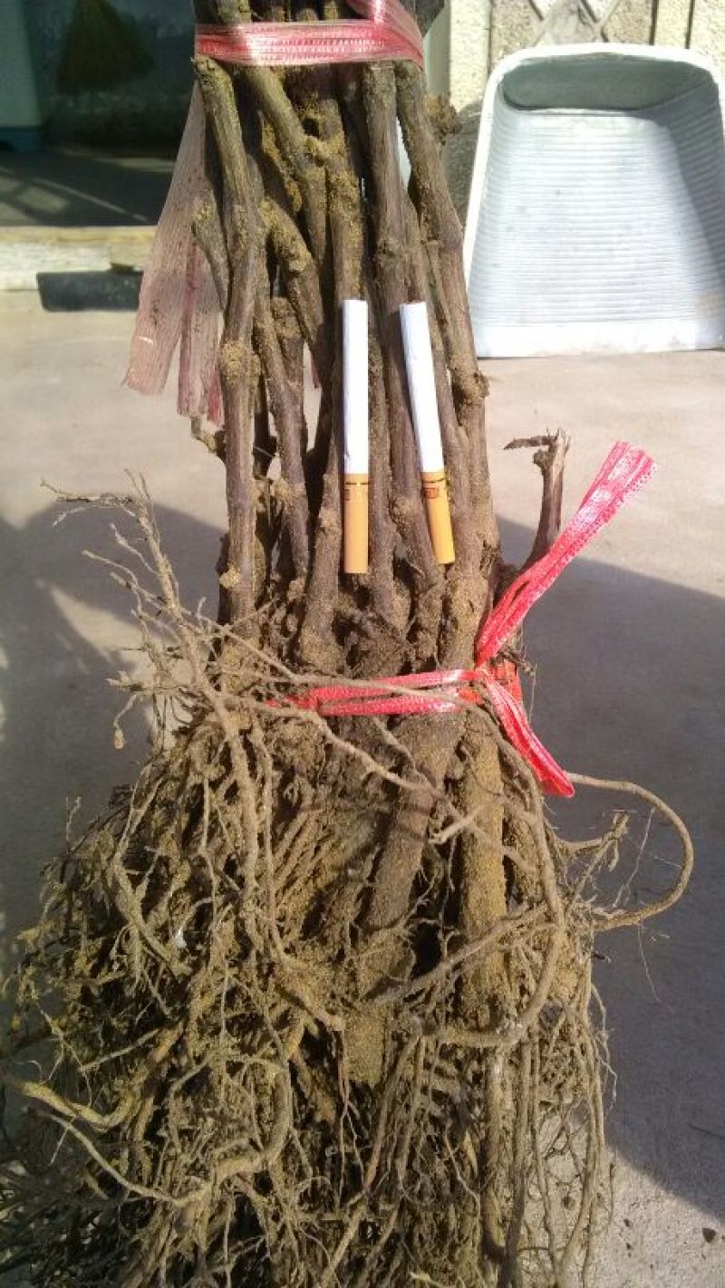 巨峰葡萄苗30~50cm1年