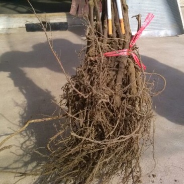 巨峰葡萄苗30~50cm1年