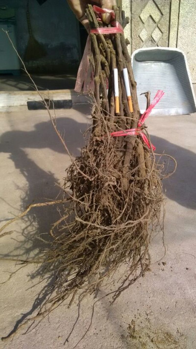 巨峰葡萄苗30~50cm1年