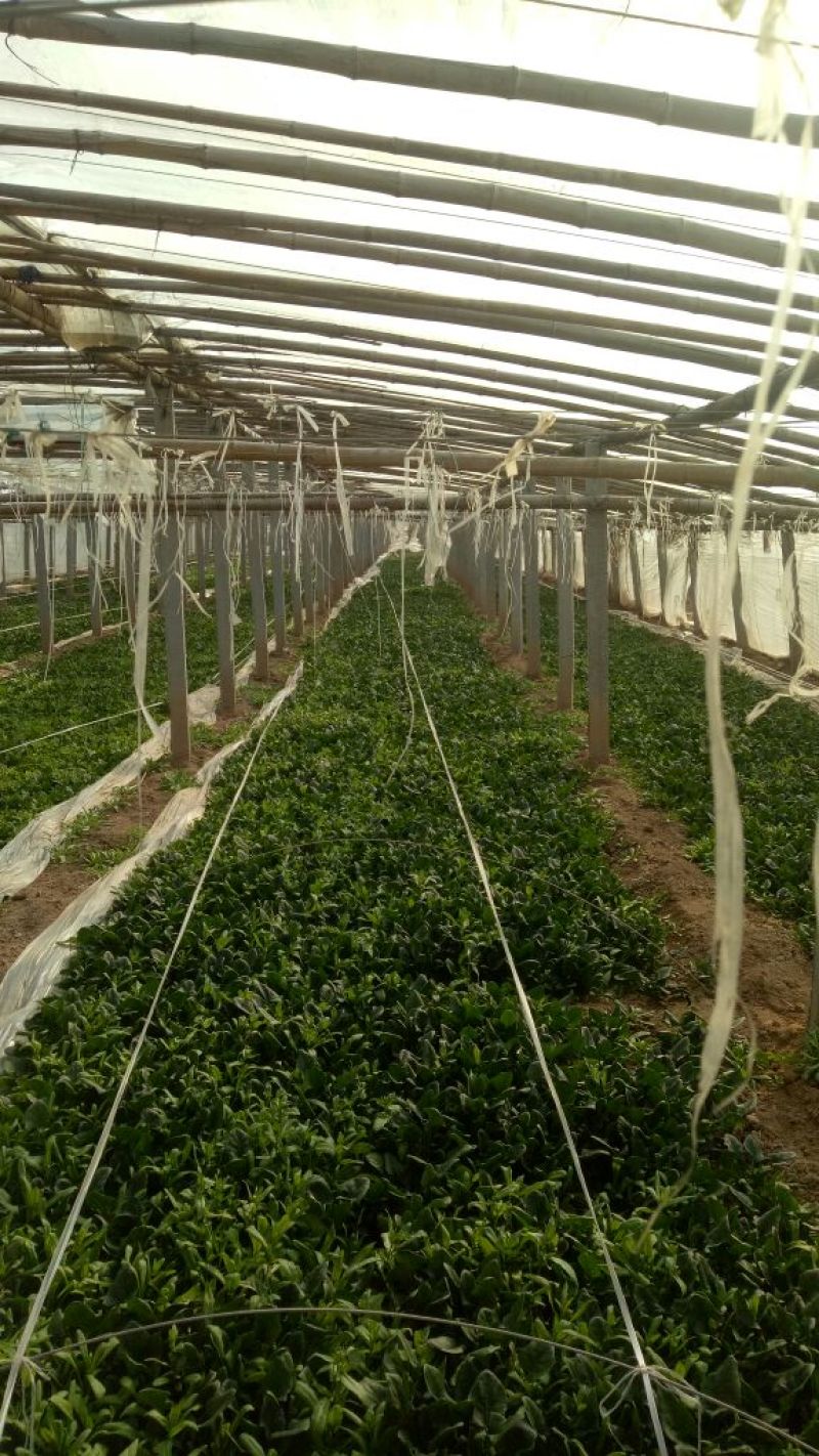 大叶菠菜20~25厘米