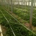 大叶菠菜20~25厘米