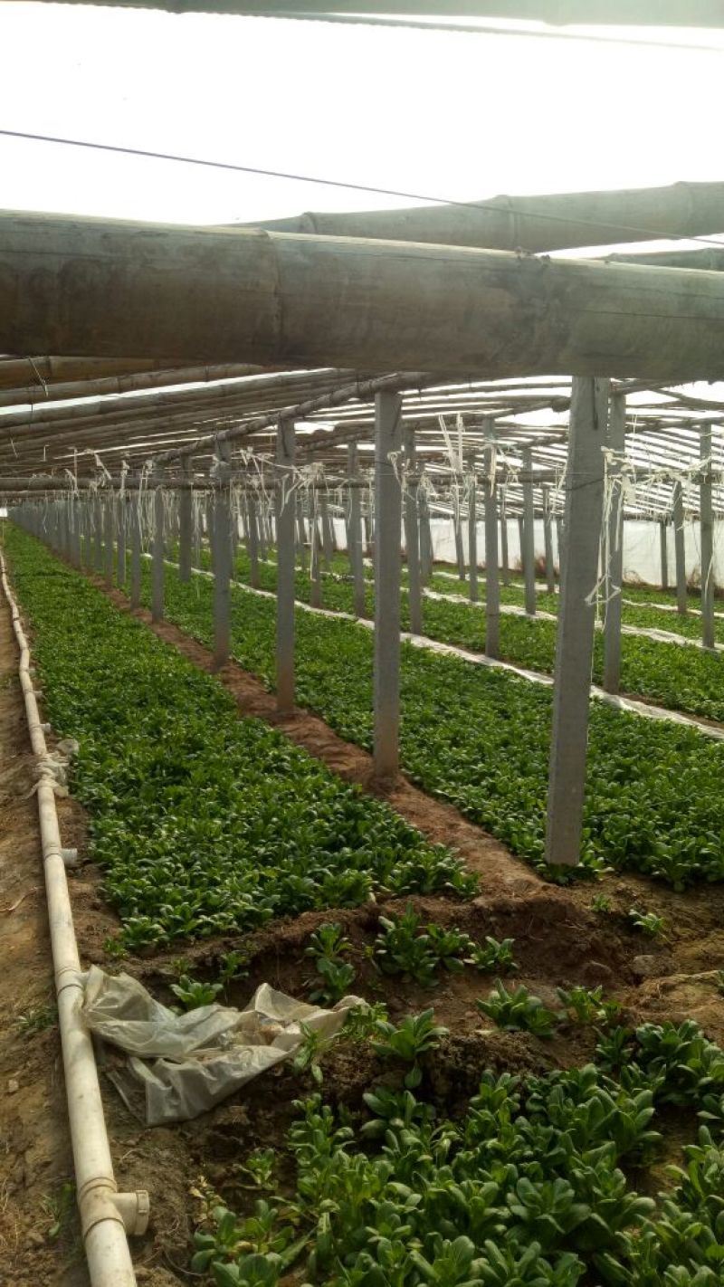 大叶菠菜20~25厘米