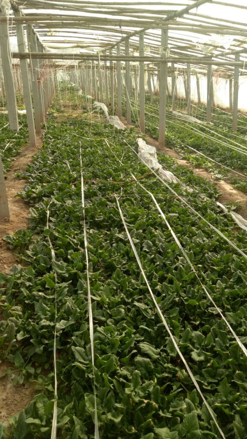 大叶菠菜20~25厘米