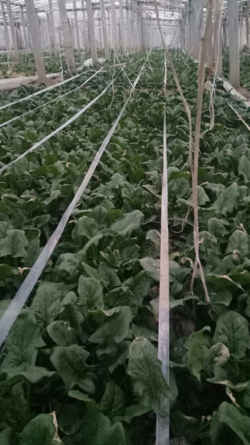 大叶菠菜20~25厘米