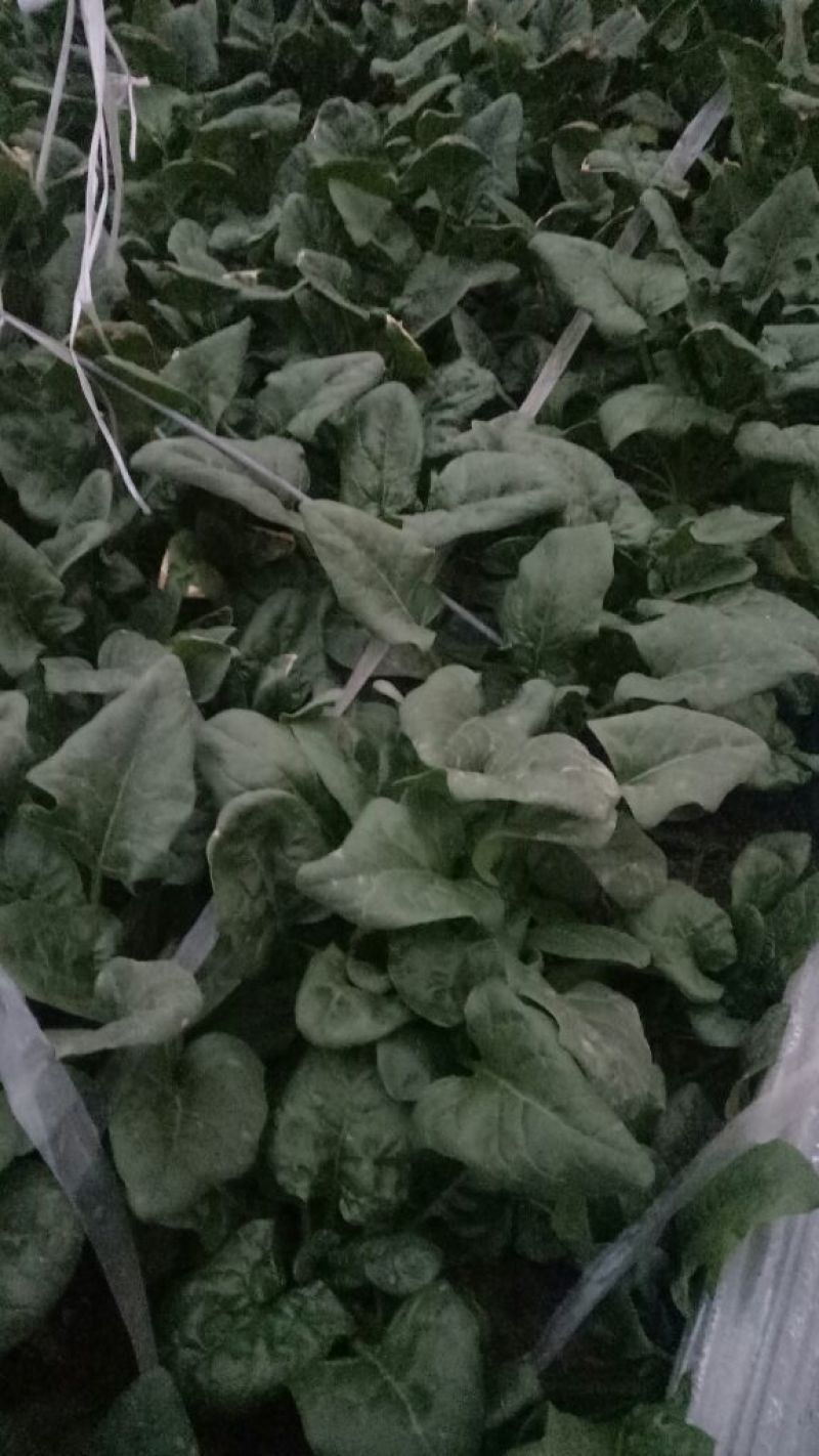 大叶菠菜20~25厘米