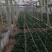 大叶菠菜20~25厘米