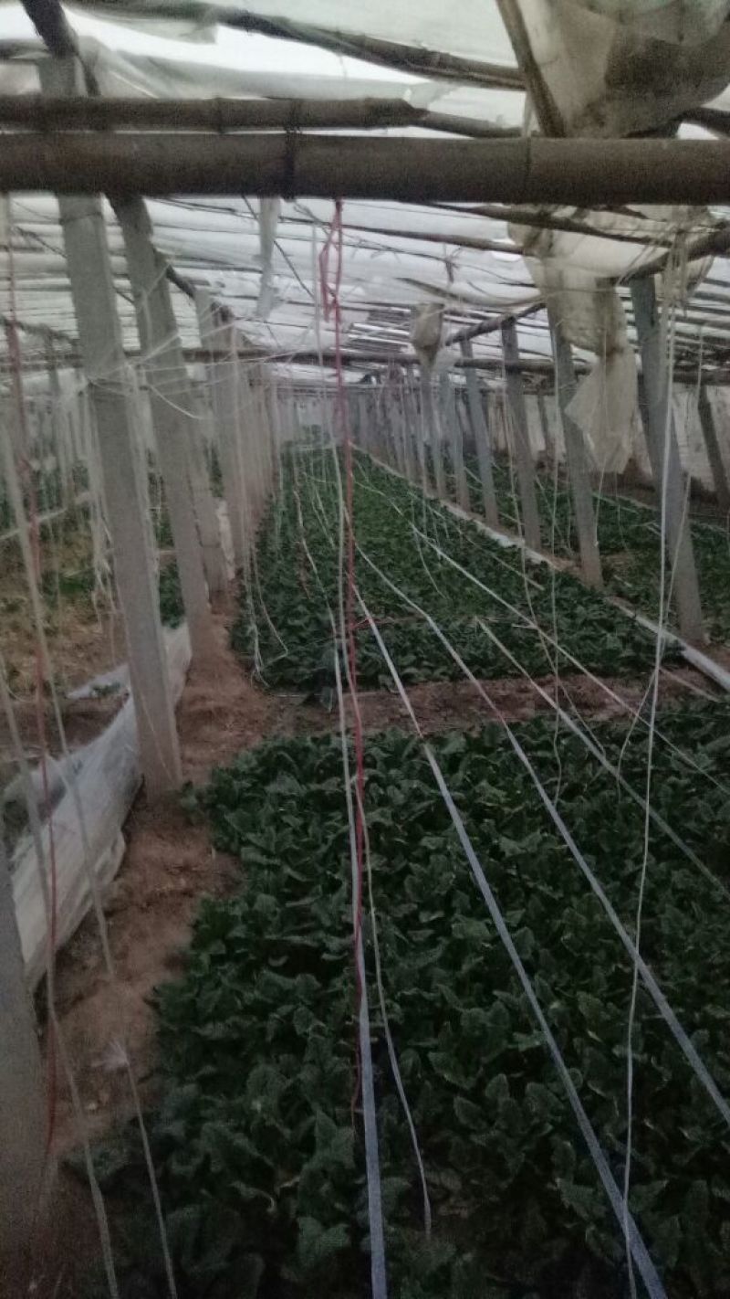大叶菠菜20~25厘米