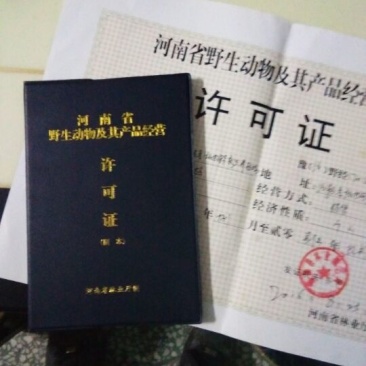 壁虎