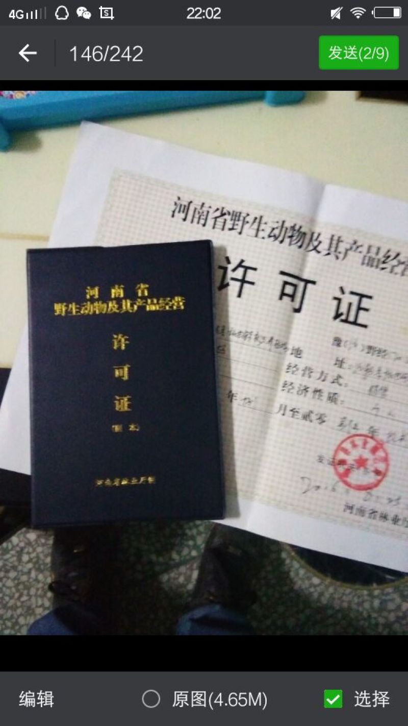 壁虎