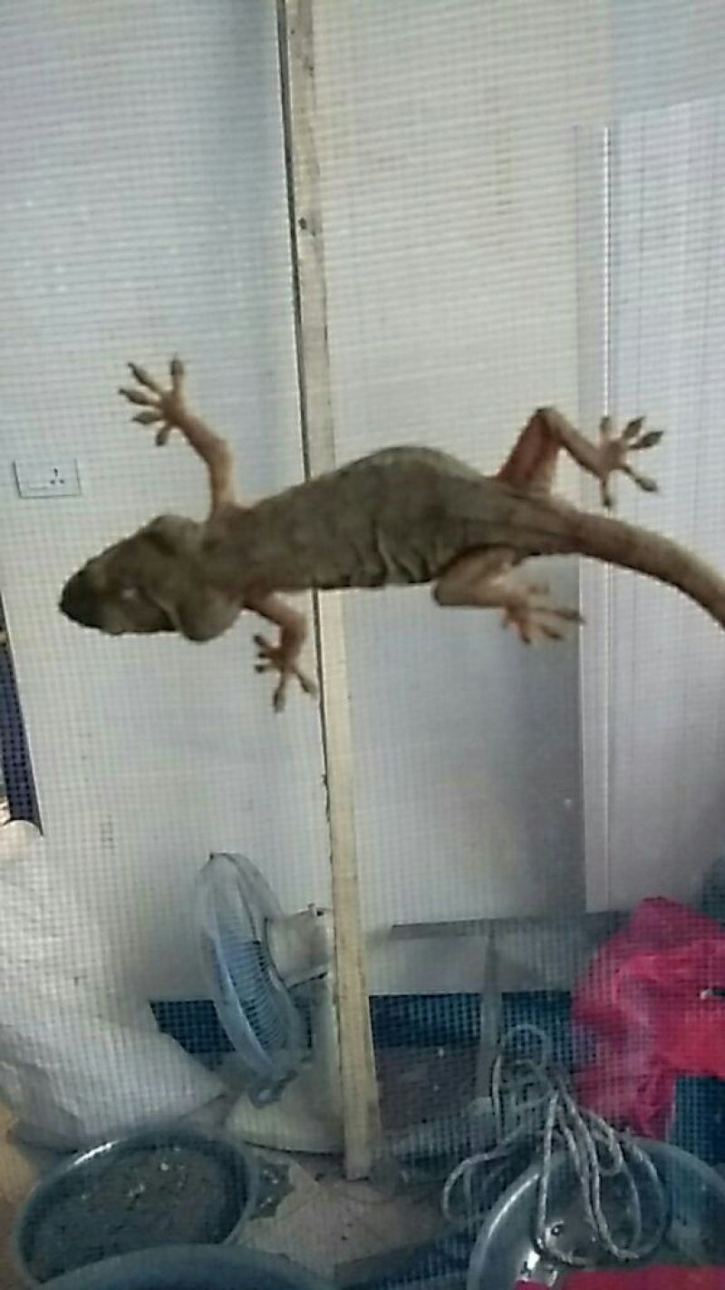 壁虎