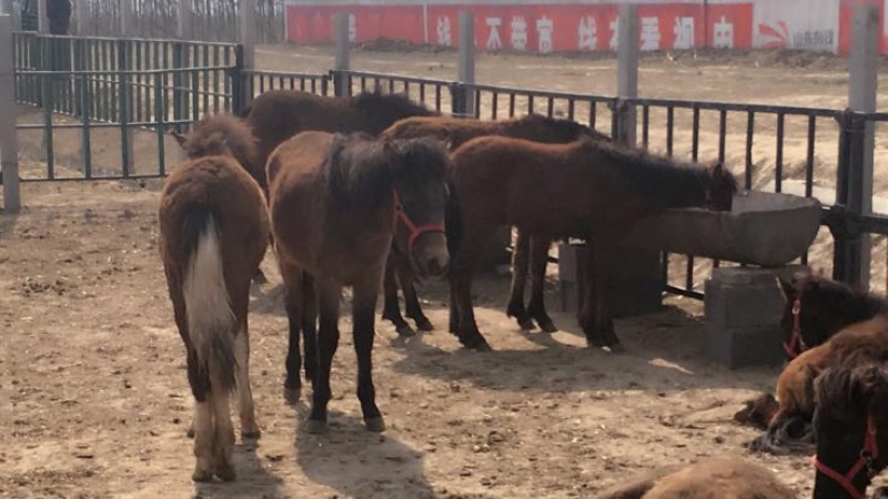 汗血马