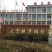 鹅苗250g以下