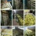 鹅苗250g以下
