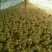 鹅苗250g以下