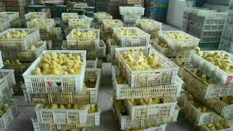 鹅苗250g以下