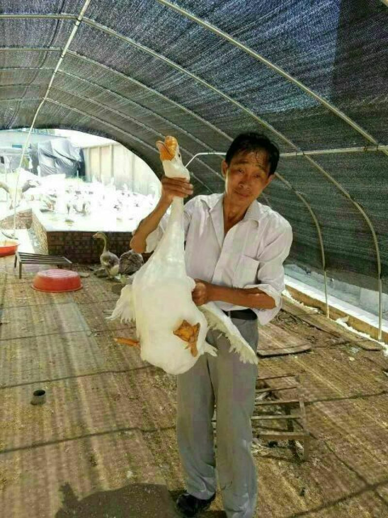 鹅苗250g以下