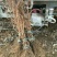 葡萄苗1年30~50cm