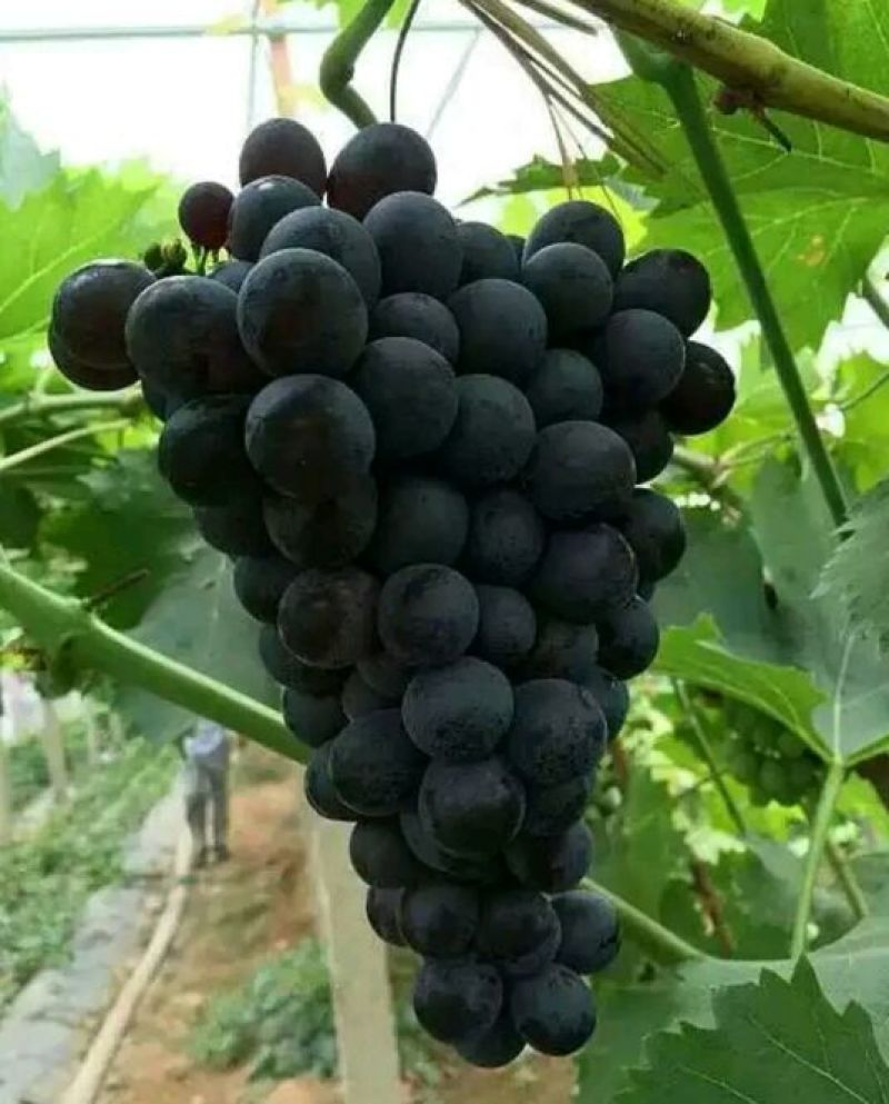 葡萄苗1年30~50cm