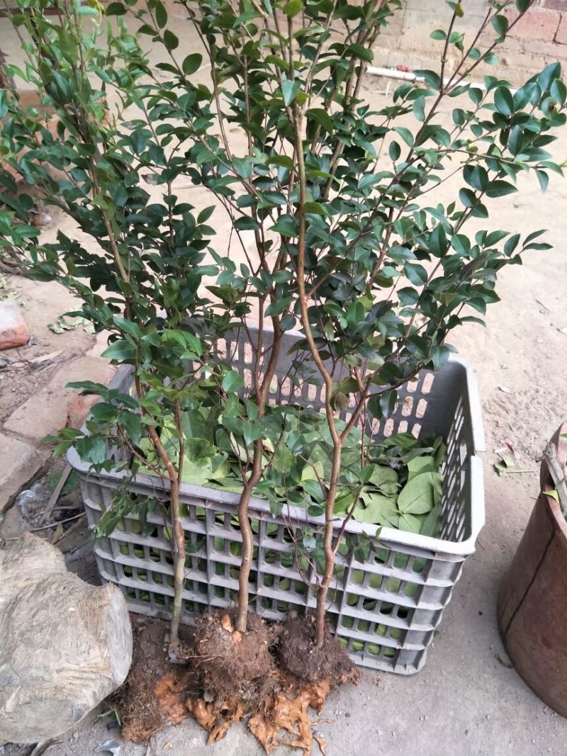 嘉宝果树苗1年