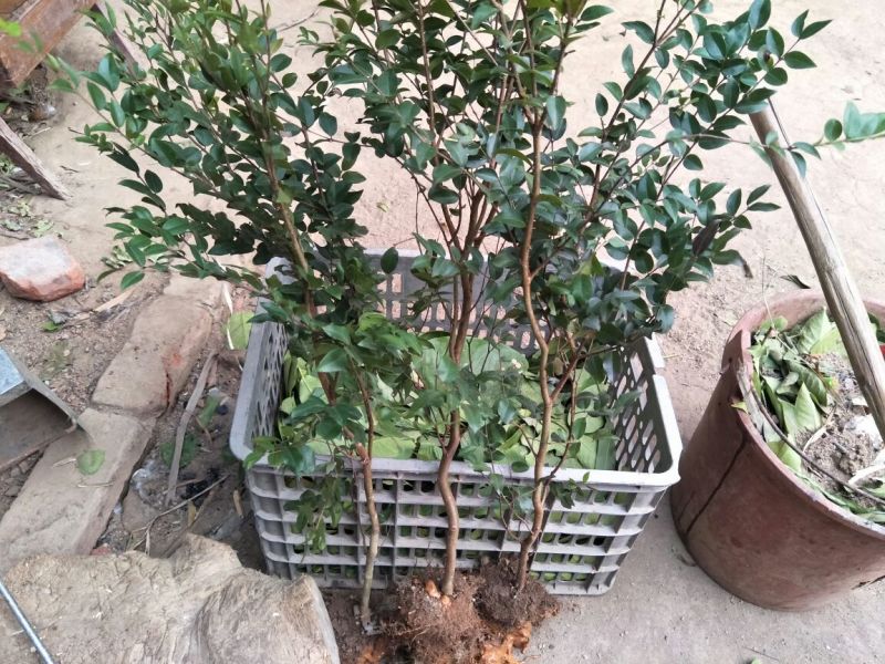 嘉宝果树苗1年