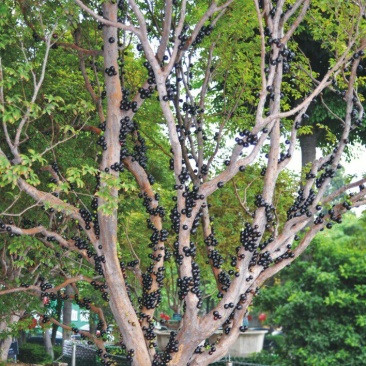 嘉宝果树苗1年