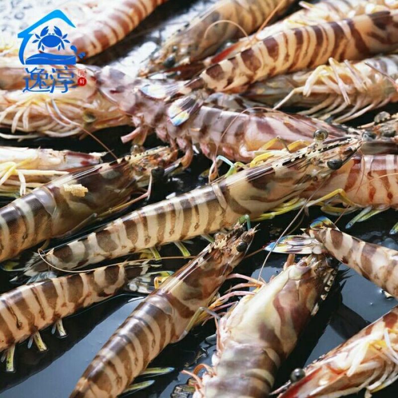 基围虾食用活虾