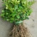 黄杨苗10~20cm