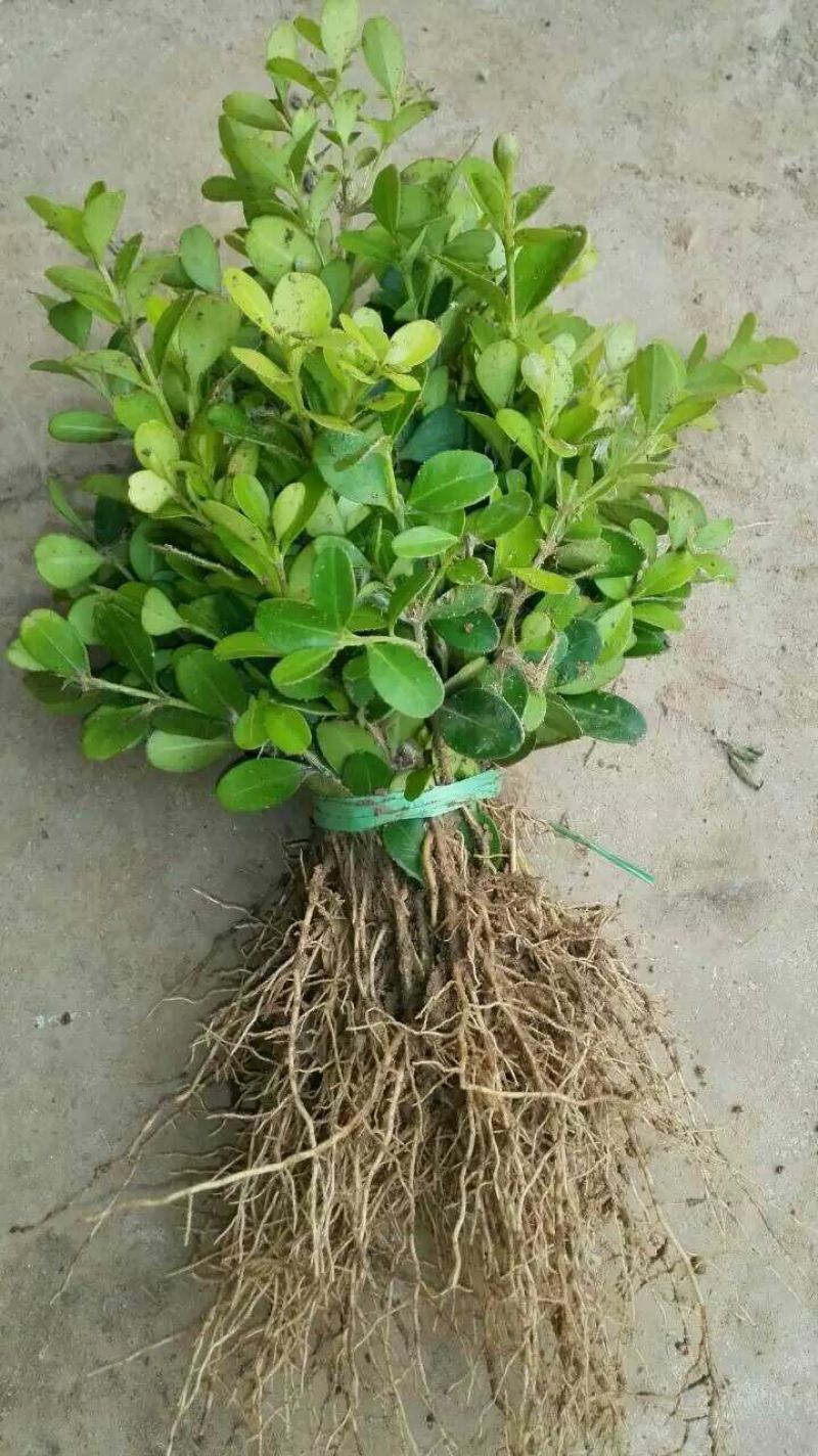 黄杨苗10~20cm