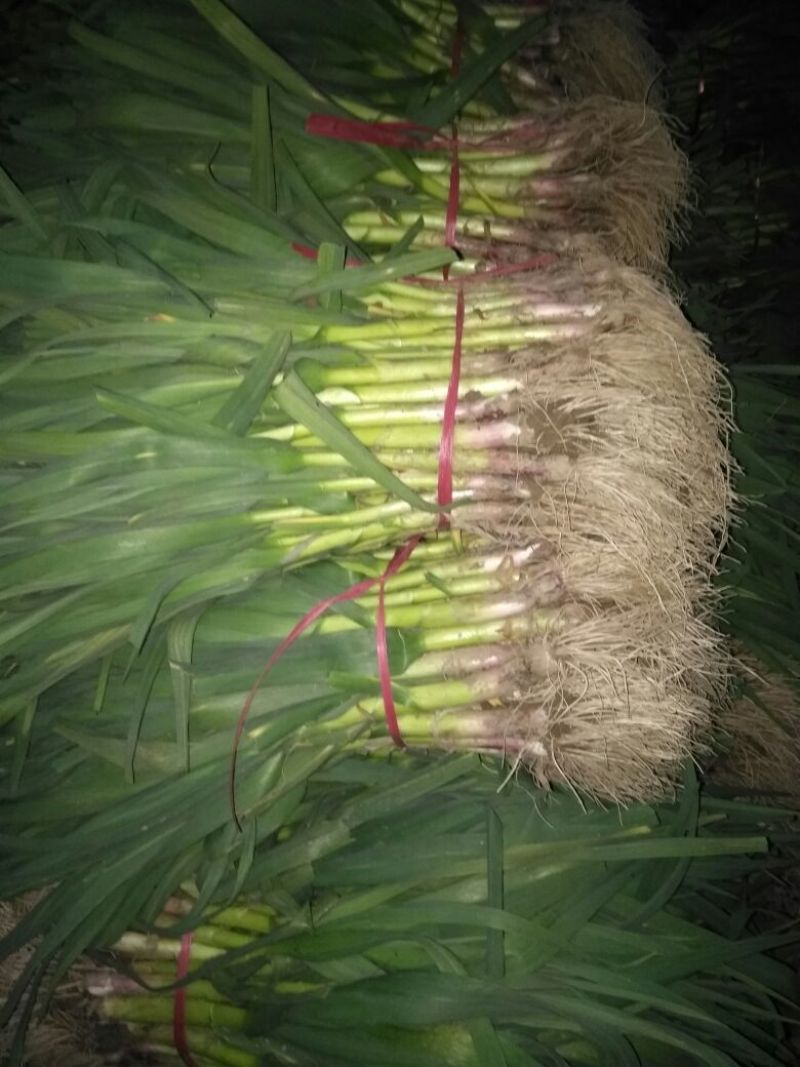 红根蒜苗45~50cm