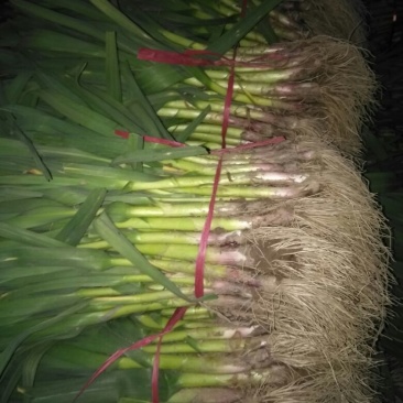 红根蒜苗45~50cm