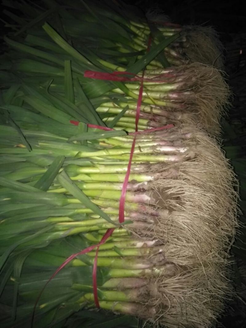 红根蒜苗45~50cm