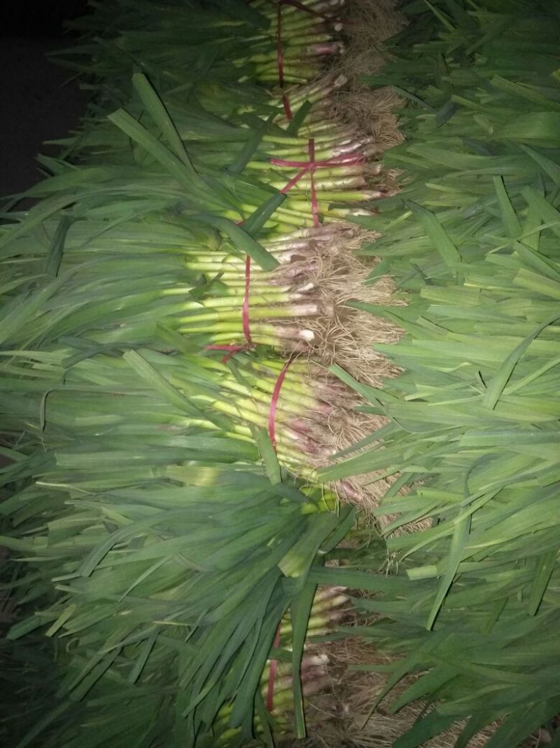 红根蒜苗45~50cm