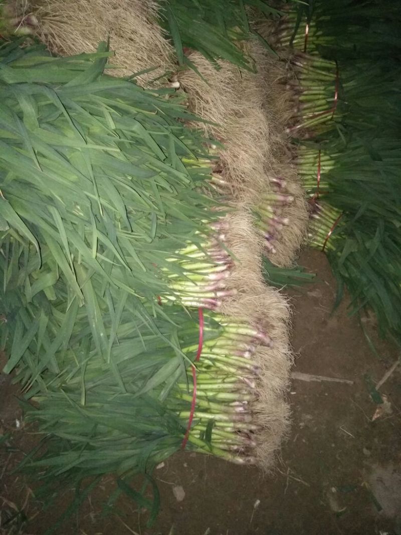 红根蒜苗45~50cm