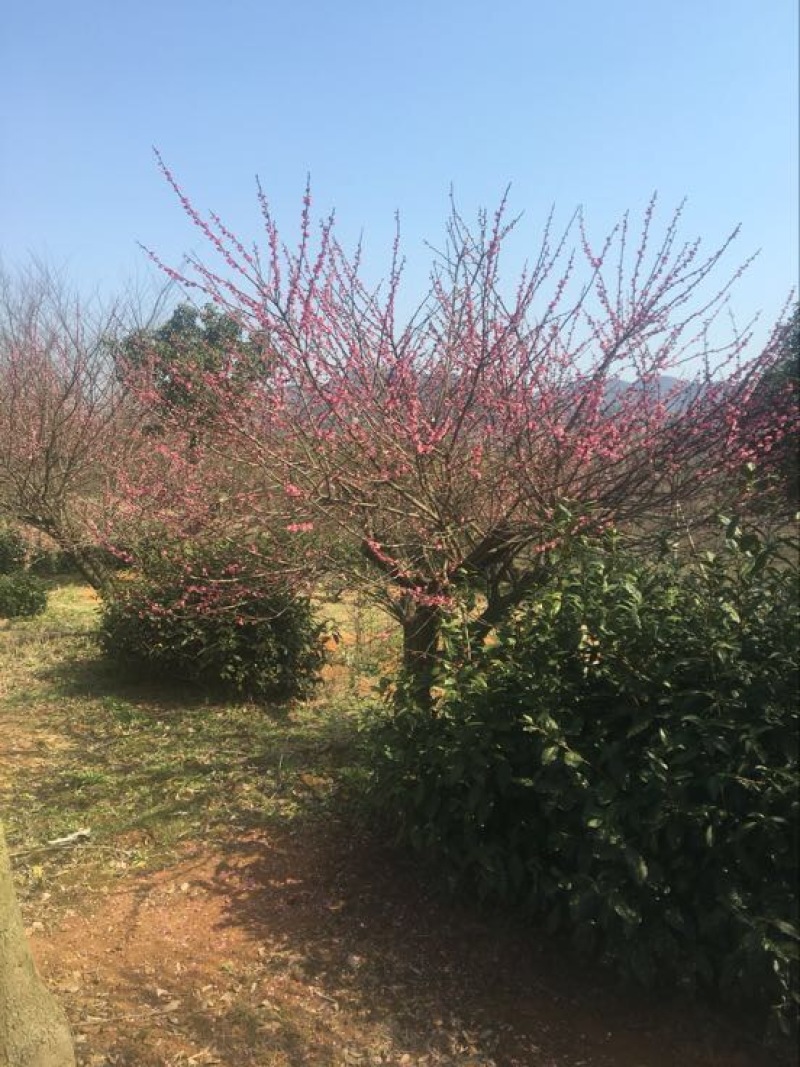 红梅