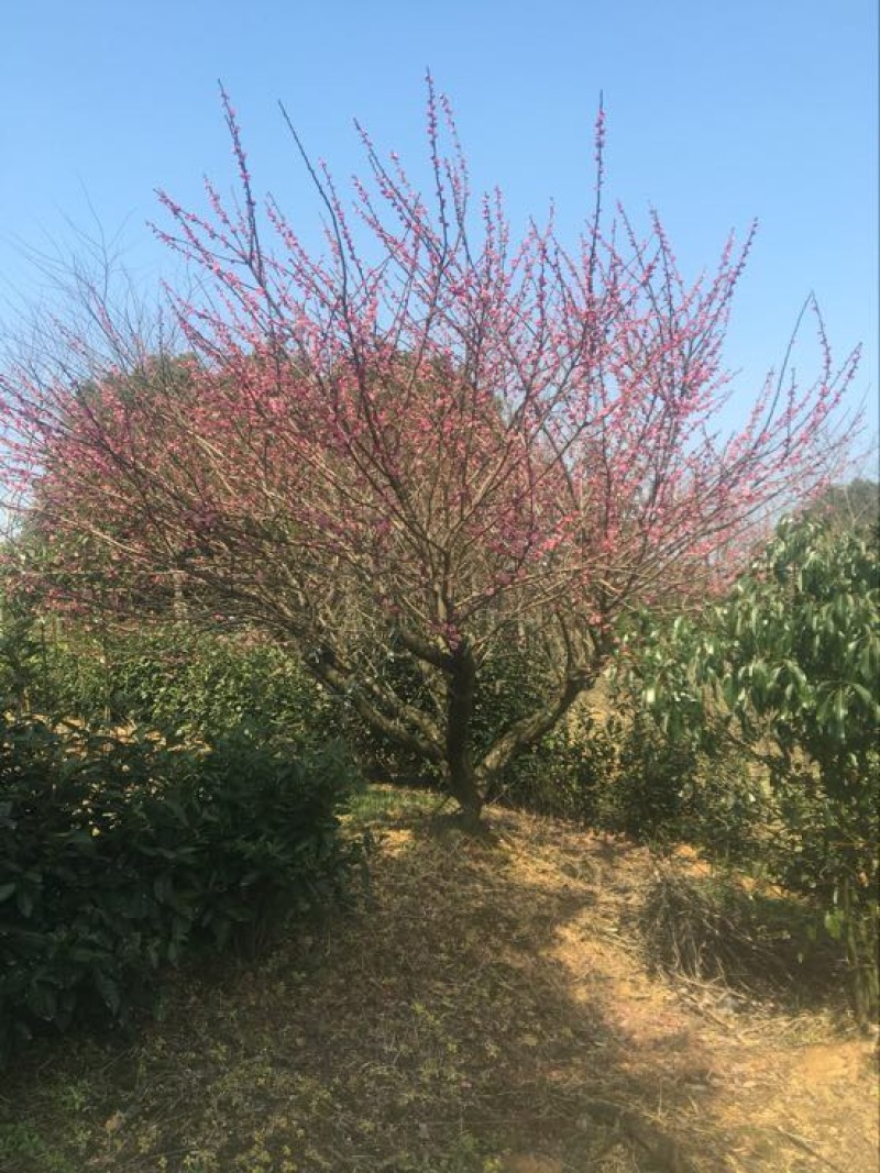 红梅