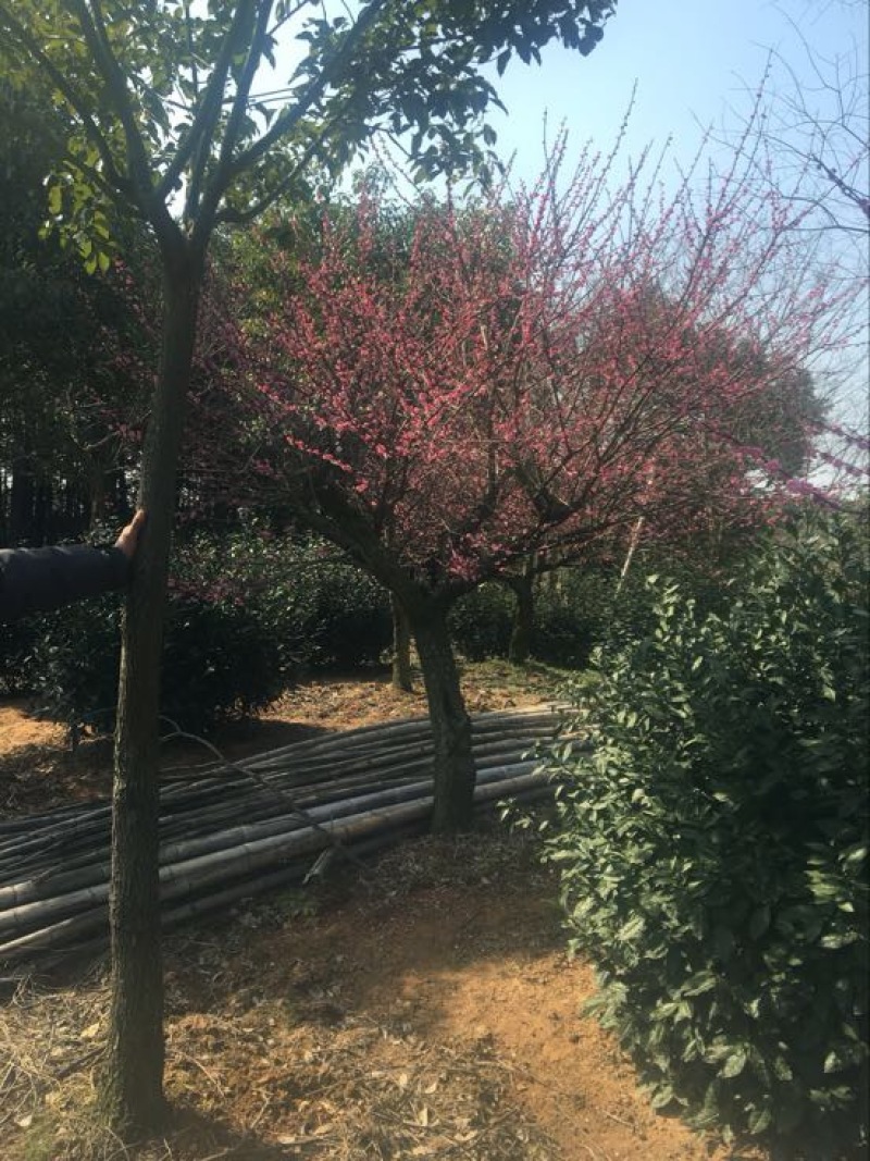 红梅