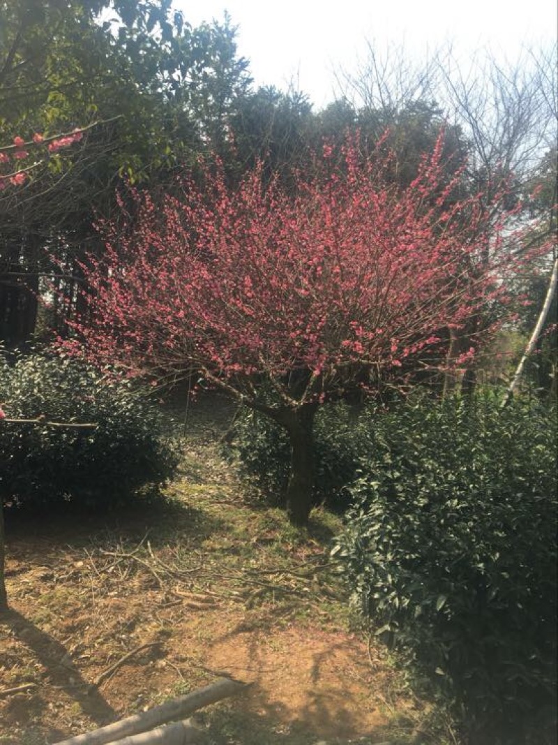 红梅
