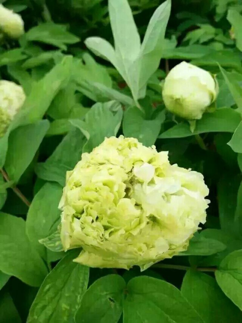豆绿