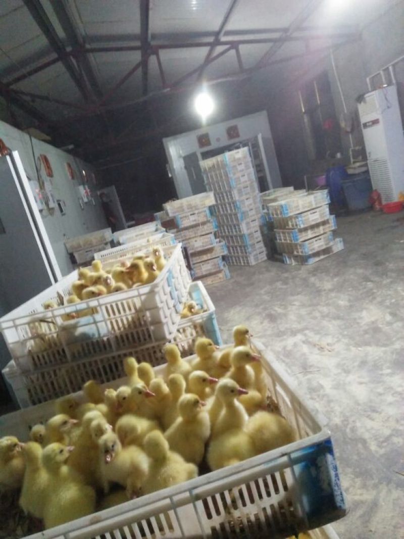 鹅蛋孵化