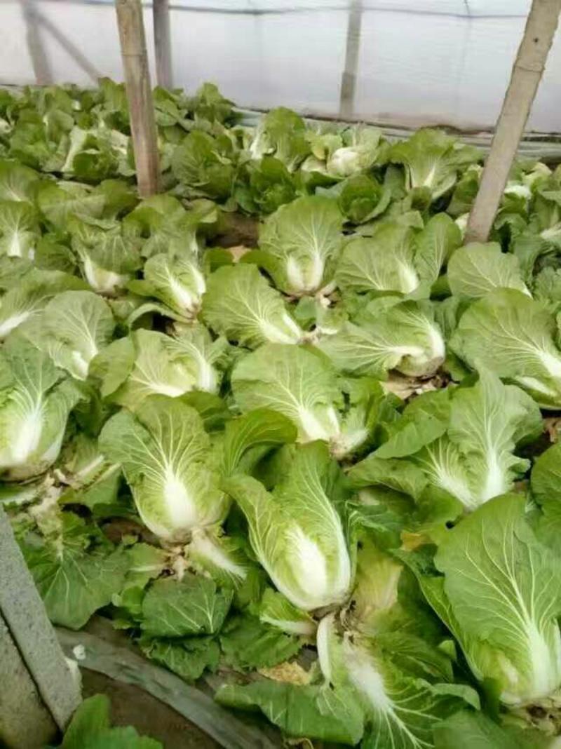 山东省聊城莘县，菊绵白菜上市了。量大质量好，走市场。加工