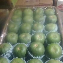 绿宝石甜瓜0.4斤以上