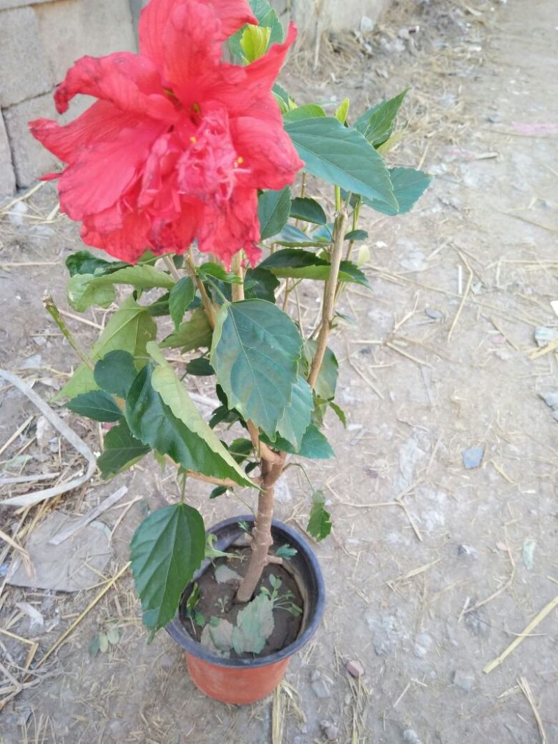 日本木槿（扶桑花）花期长好管理价格合理发货及时
