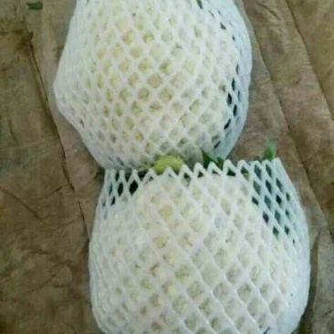 菜花1斤紧密乳白精品，物美价廉，欢迎选购