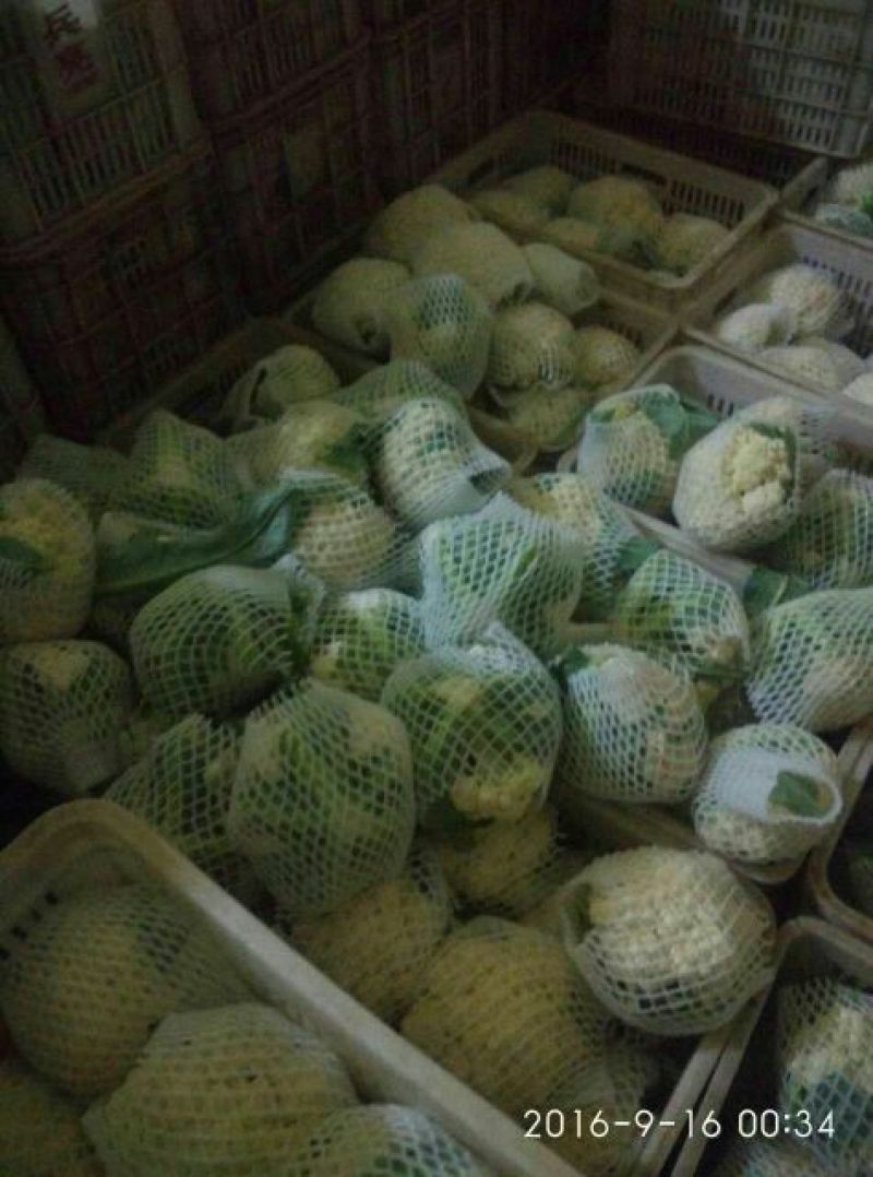菜花1斤紧密乳白精品，物美价廉，欢迎选购