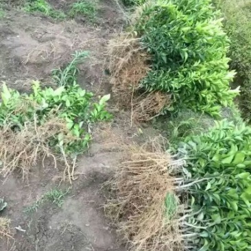 沙糖桔苗30~50cm