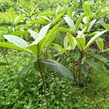 枇杷树苗30~50cm
