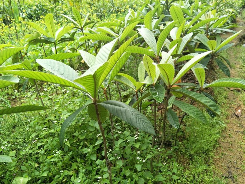 枇杷树苗30~50cm