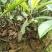 枇杷树苗30~50cm