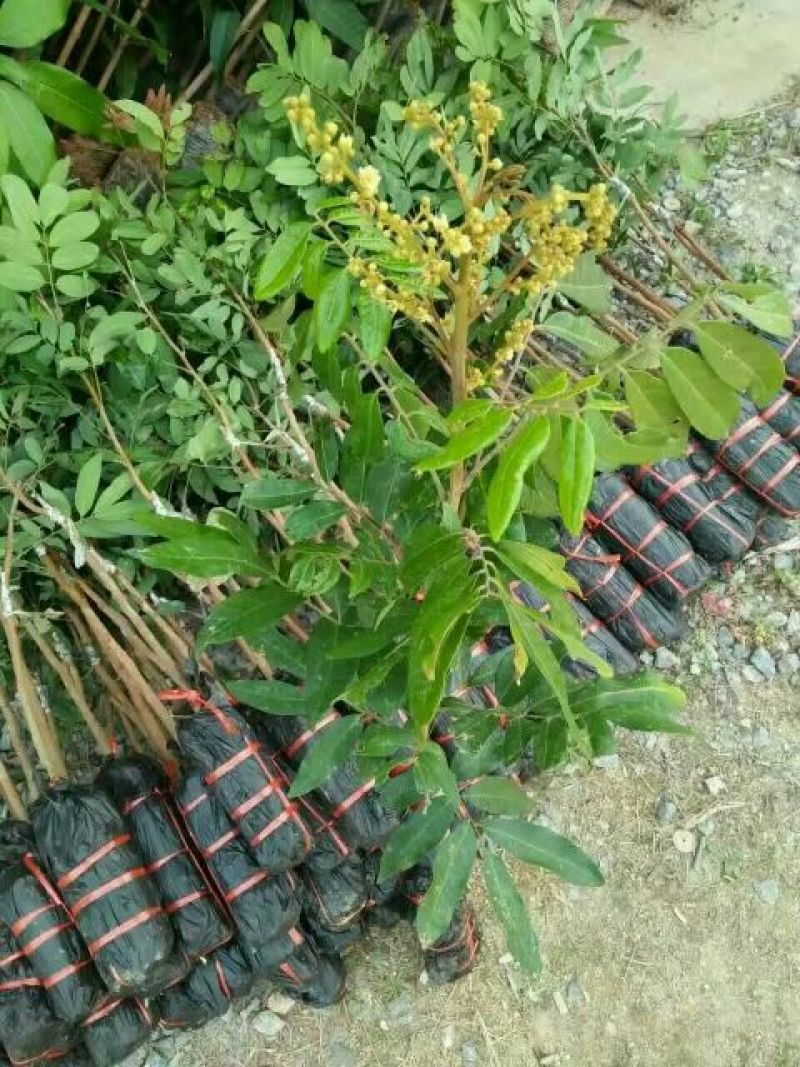 龙眼树苗双季龙眼苗