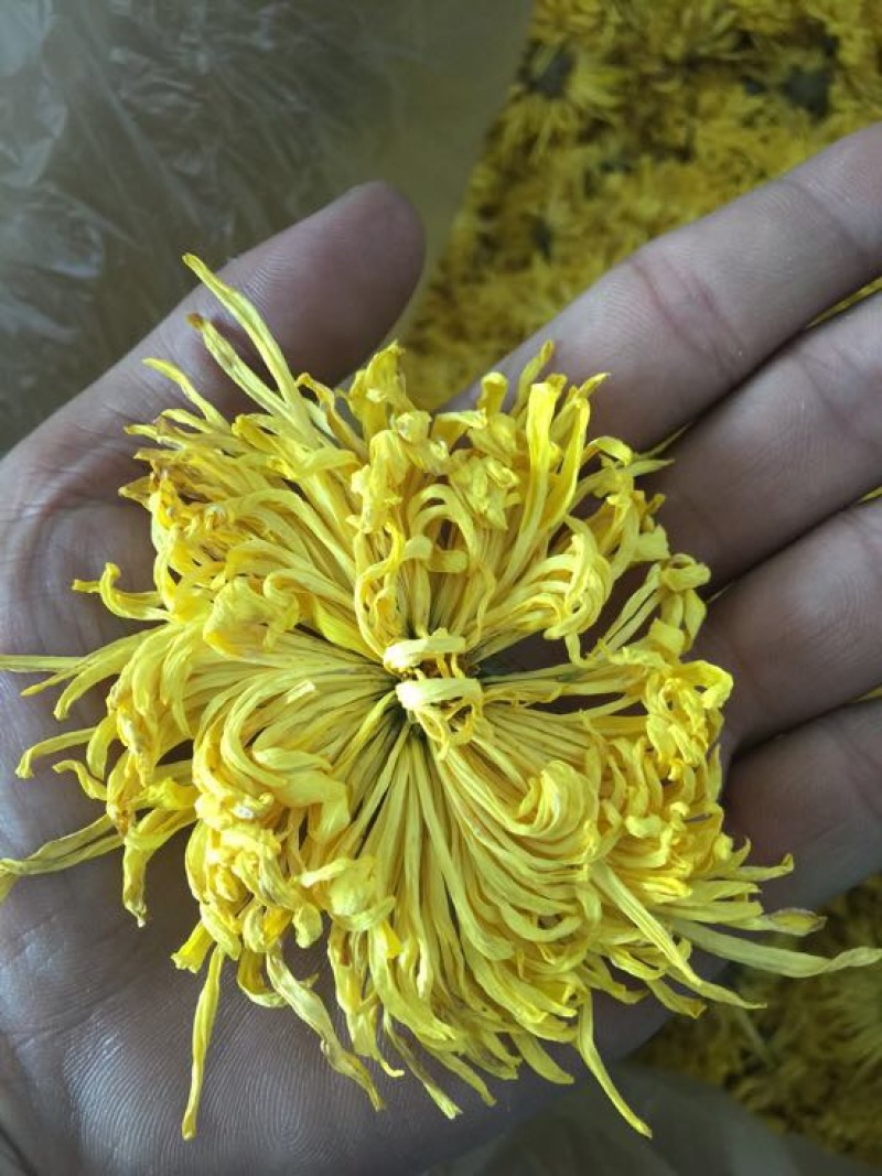 菊花茶
